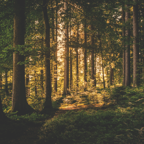 Read more about the article 25 Fantasy Books with Enchanted Forests